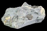 Ammonite Fossil Cluster - Marston Magna Marble #86239-2
